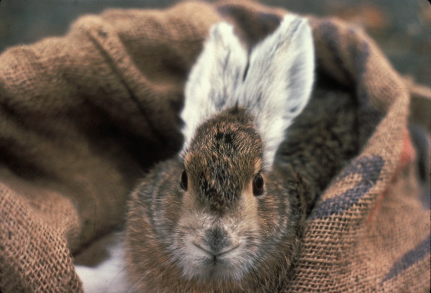 Deciphering the 10-year Snowshoe Hare Cycle