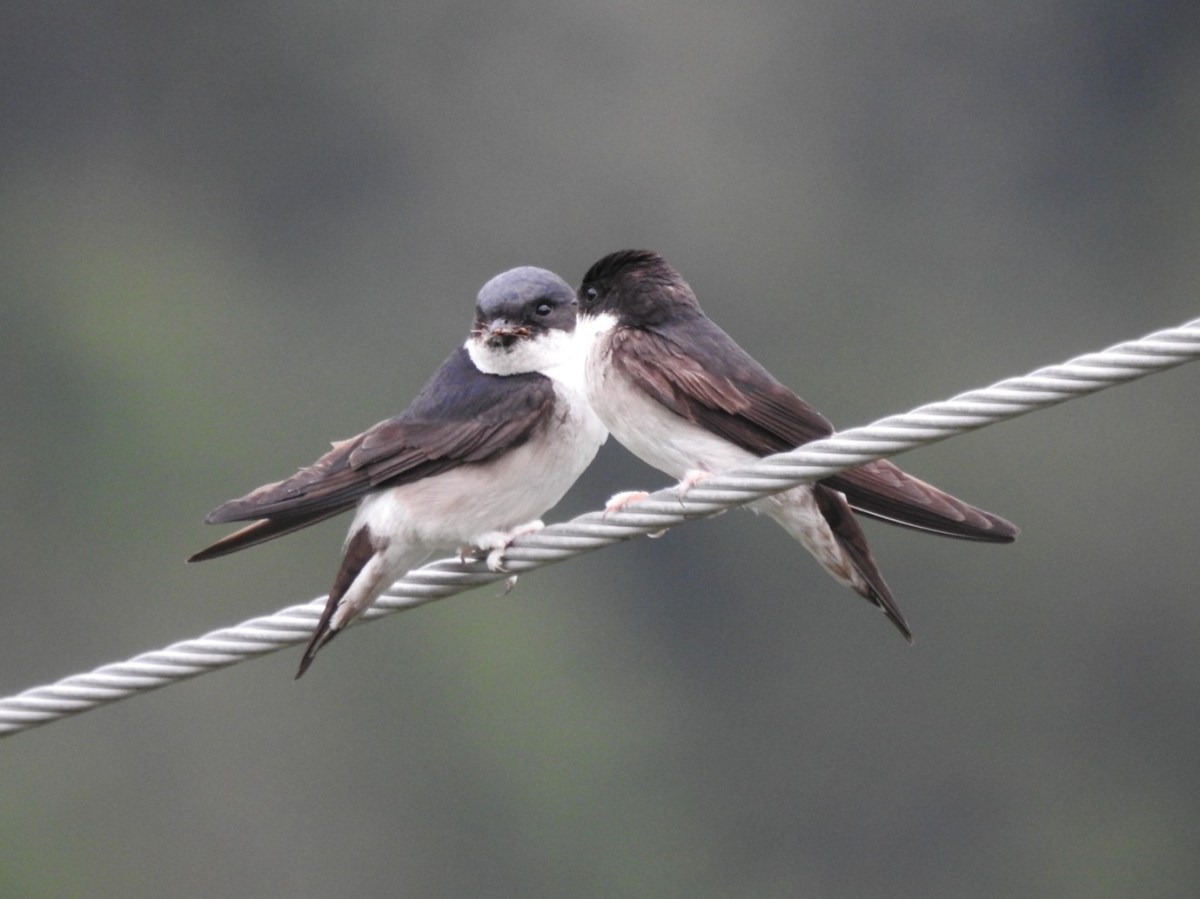 Only the Smarter Stay: How Brain Size Determines Migrating Decisions in a Montane Breeding Swallow