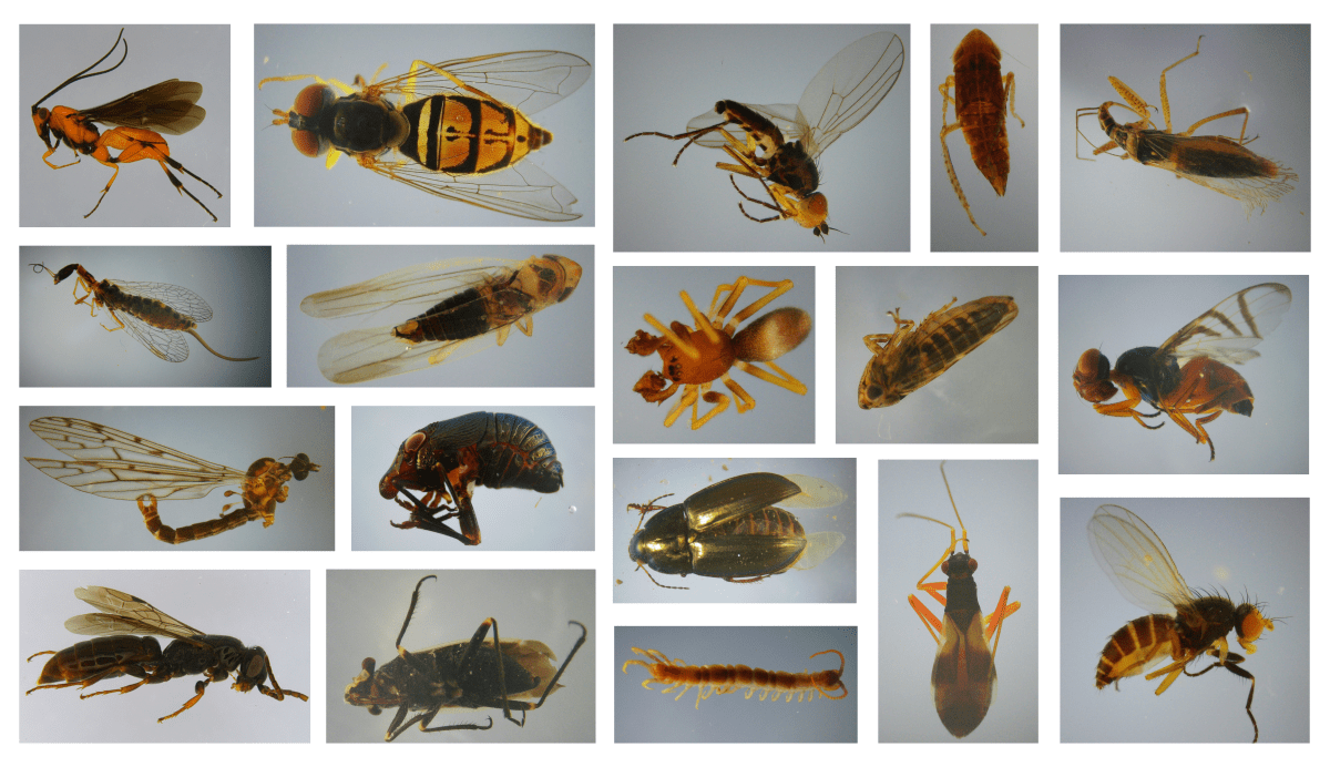 Learning by doing: applying artificial intelligence to biodiversity with BugBox