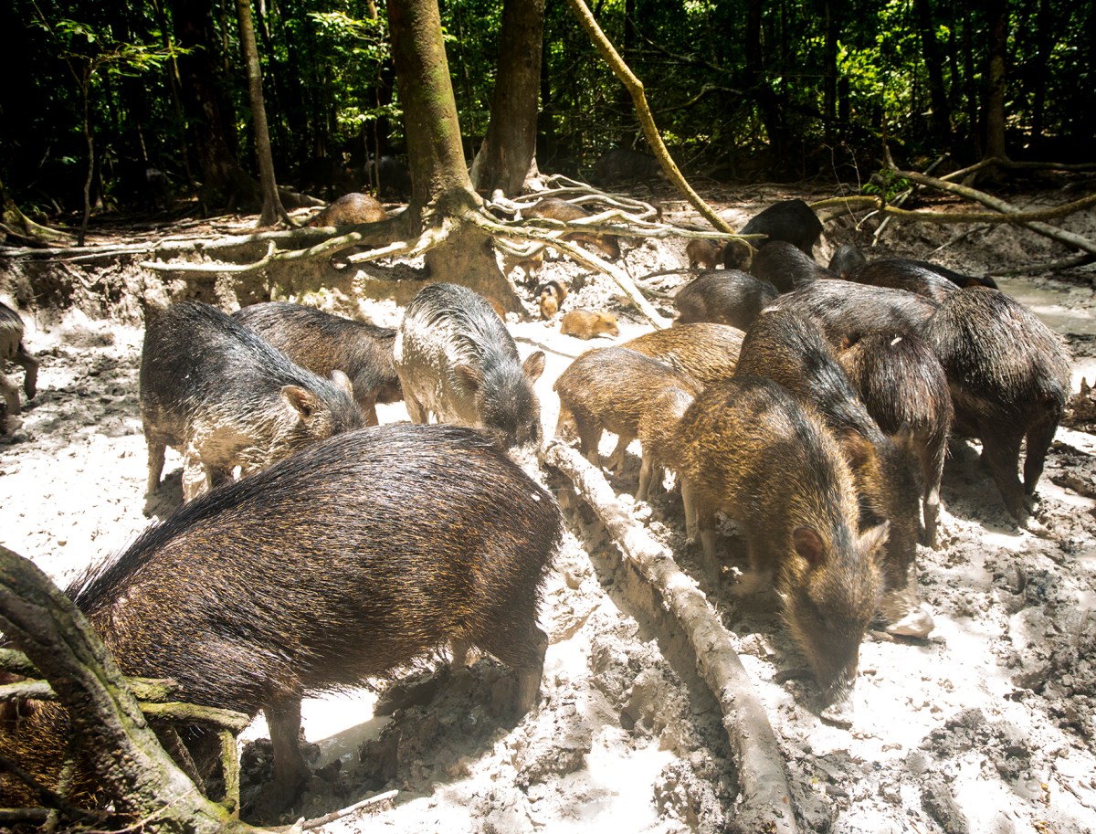 From above to below: how large herbivores affect forests soils