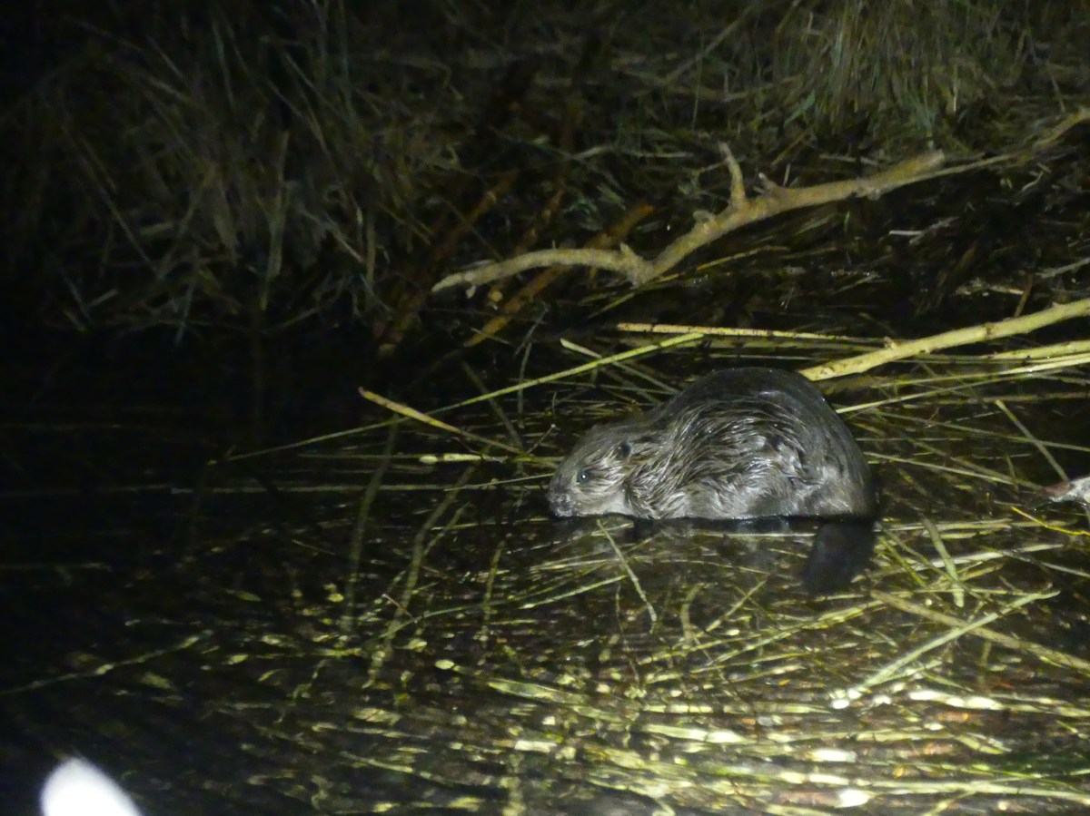 Beavers boost bat biodiversity