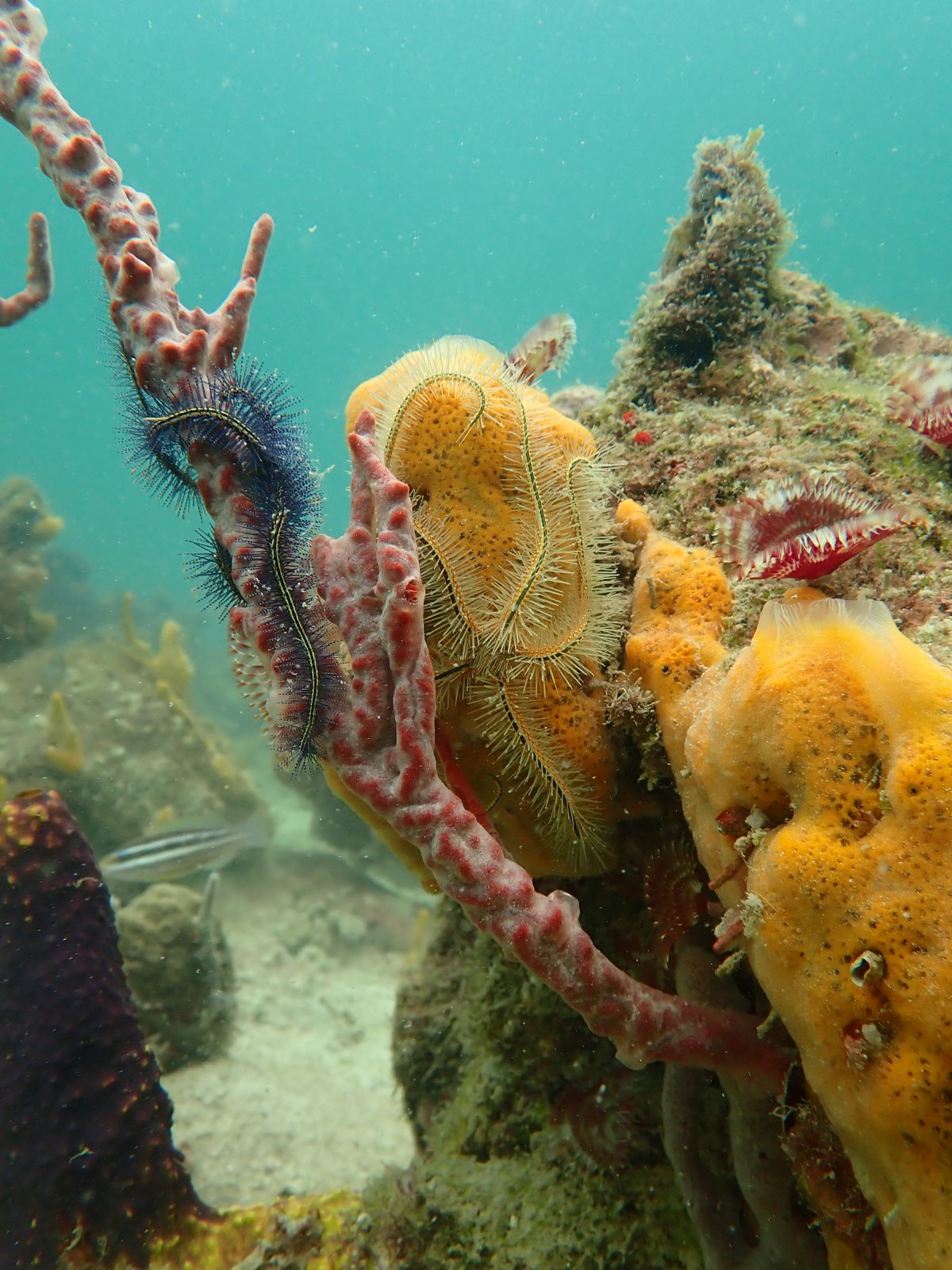 Coping as coral reefs degrade: reef fishes’ diets shift from corals to worms, large to small