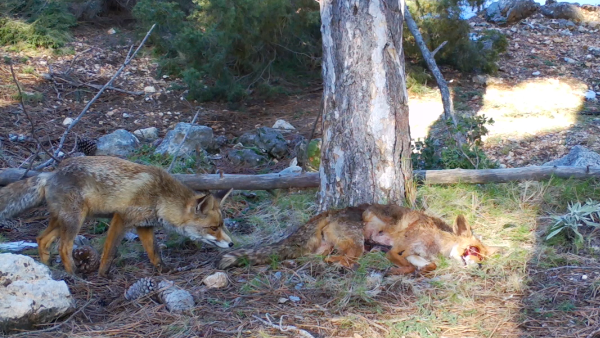 When death hits the ground: How carnivore and herbivore carcasses shape Mediterranean soils