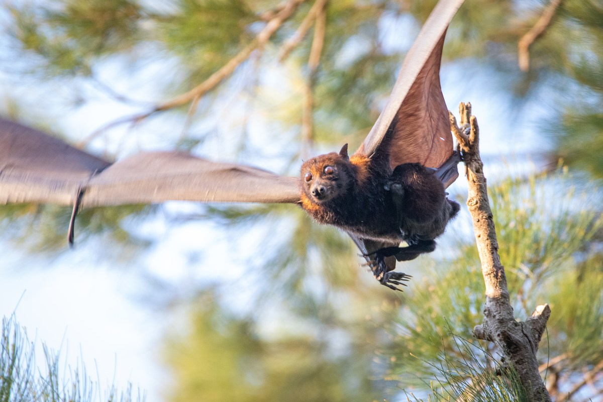 One Bat After Another: Does the Annual Arrival of Baby Bats Lead to Hendra Virus Spillover?