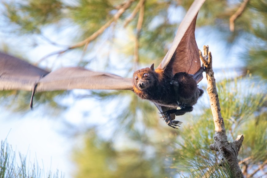 One Bat After Another: Does the Annual Arrival of Baby Bats Lead to Hendra Virus Spillover?