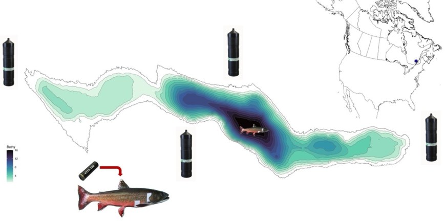 Les voyages secrets de l’omble de fontaine : comment les poissons choisissent leurs propres mondes sous l’eau