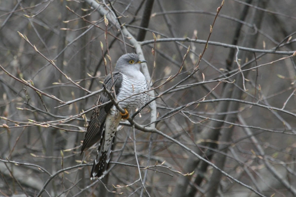 Environmental phenology drives spring migration timing 