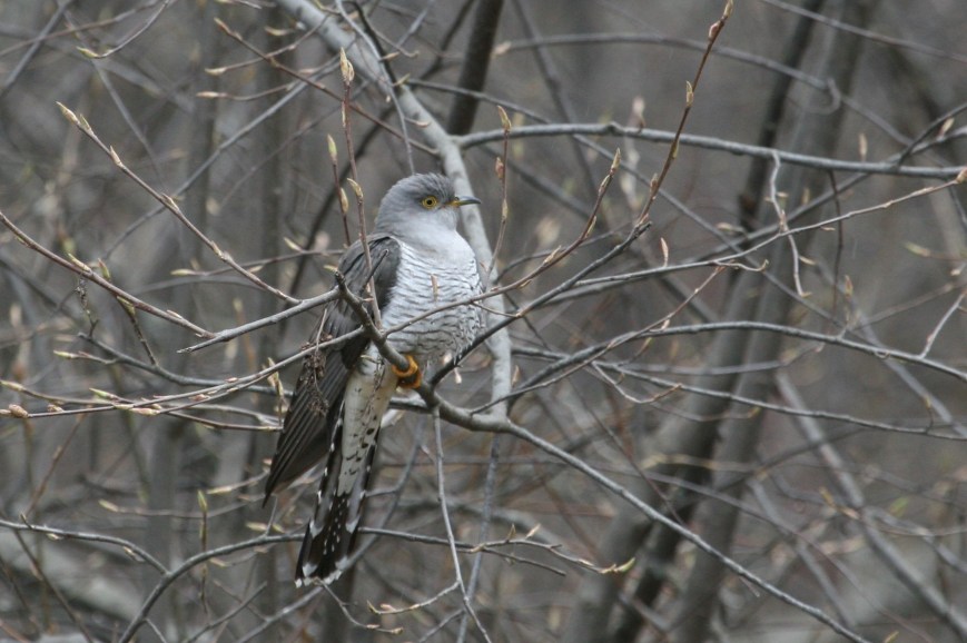 Environmental phenology drives spring migration timing 