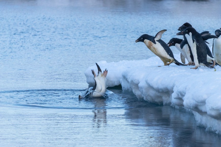 Diving into a Quarter-Century of  Penguin Energetics