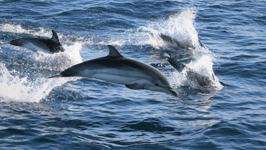 More Than Hitchhikers: How Epibiotic Crustaceans Help Monitor Dolphin Morbillivirus Epidemics