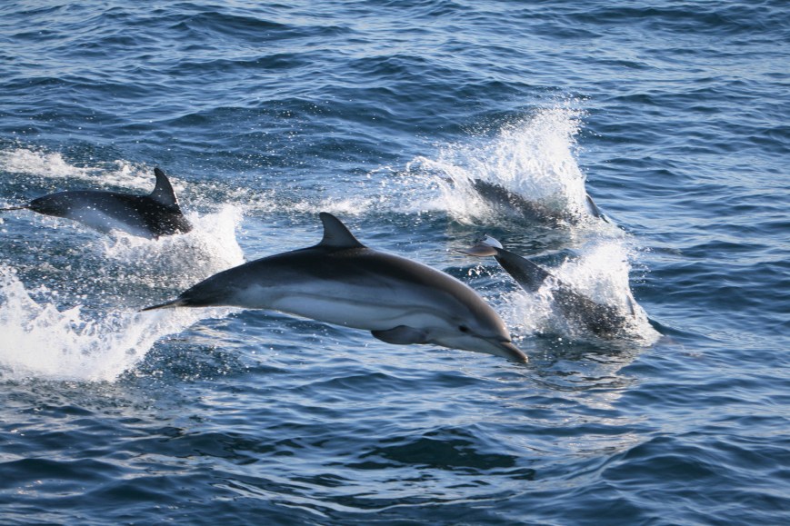 More Than Hitchhikers: How Epibiotic Crustaceans Help Monitor Dolphin Morbillivirus Epidemics