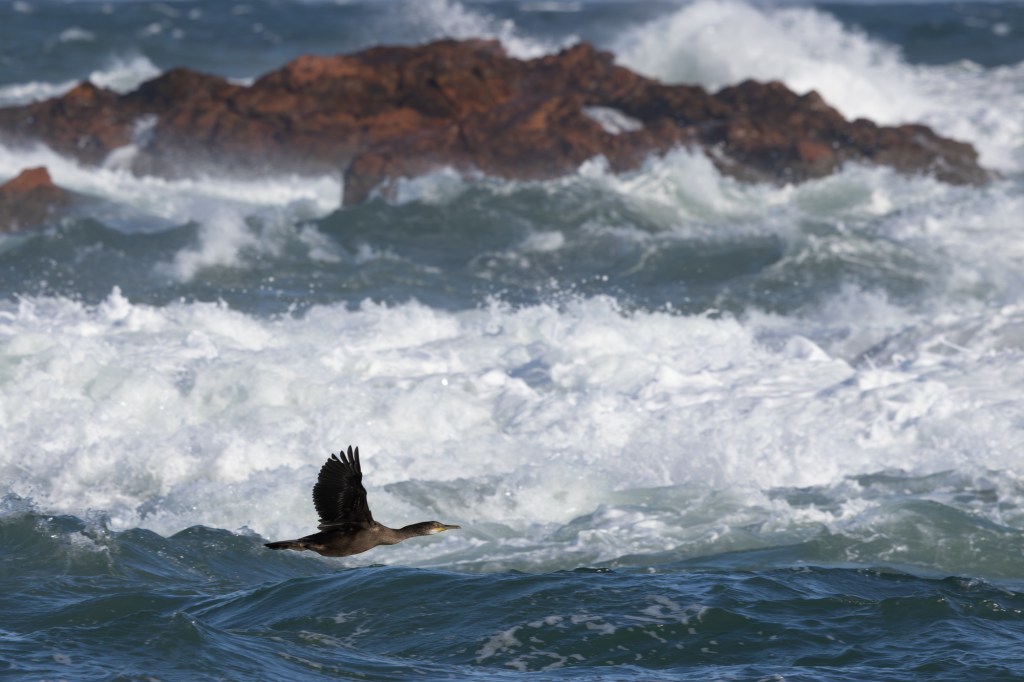 European shags Gulosus aristotelis on the east coast of Scotland form a partially-migratory metapopulation (PMMP), where different colonies are connected by seasonal movements of migrants from each colony. Photo credit: Snæþór Adalsteinsson.