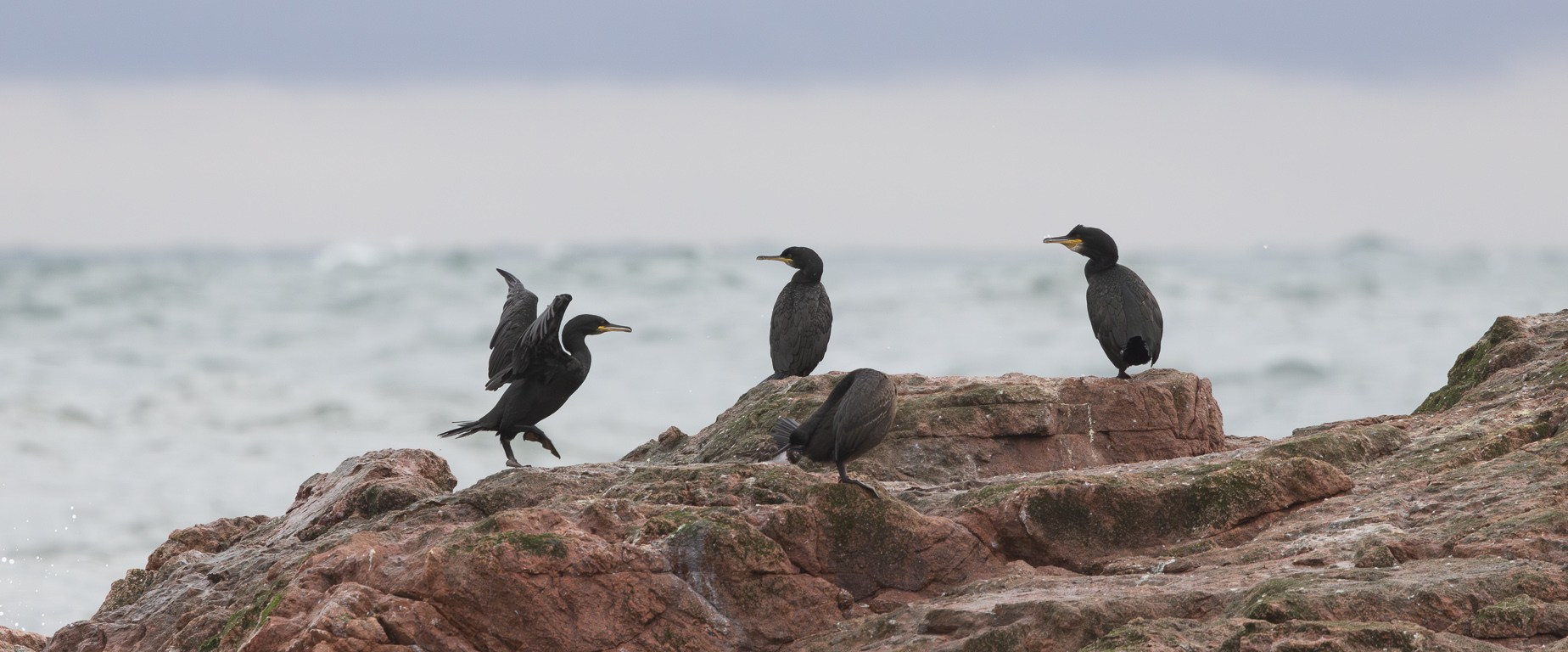 Photo credit: Snæþór Adalsteinsson