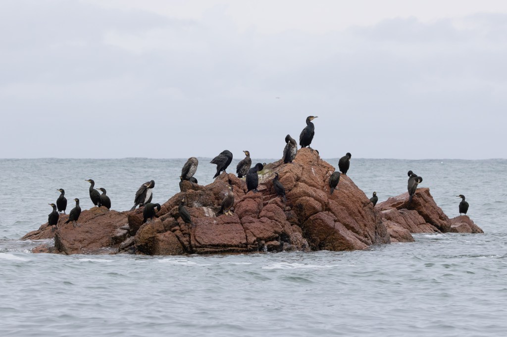 European shags Gulosus aristotelis and cormorants Phalacrocorax carbo often occupy the same rocky outcrops to dry their plumage between dives. Does density-dependence drive the partial migration strategies seen in the shags?