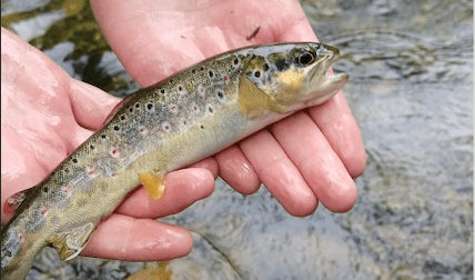 When temperature is not the whole story: Seasonality and human influence shape energy use in wild trout populations