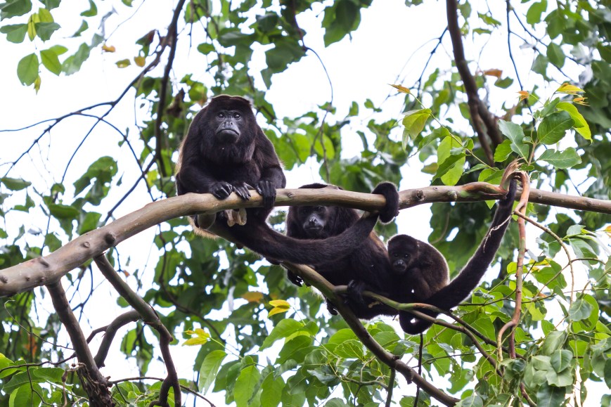 The art of doing as little as possible: What howler monkeys can teach us about energy and time