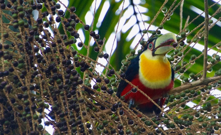 The Hidden Architecture of Ecological Networks Under Biodiversity Loss