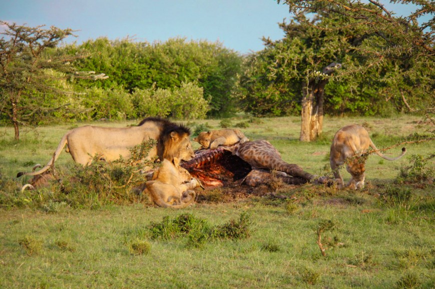 What happens when predators eat without hunting? A new look at food webs