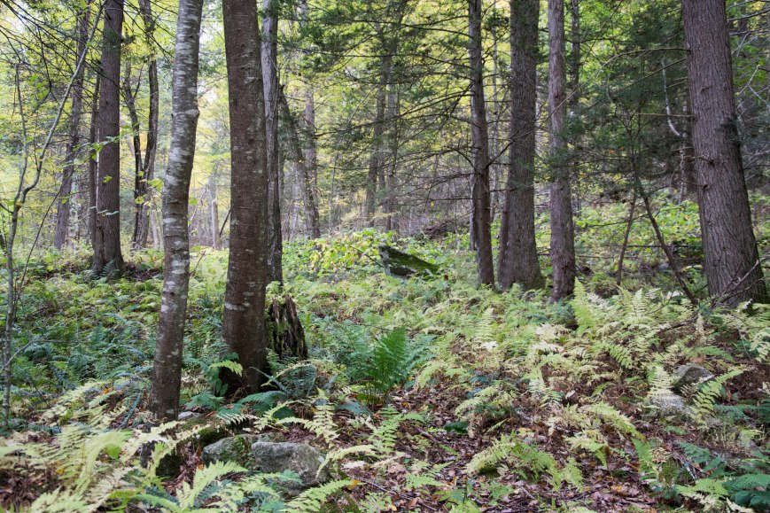 A tale of two forests