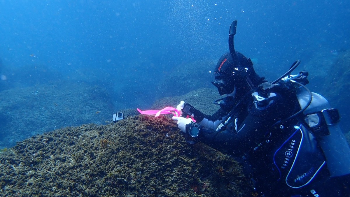 When fish lose their crowd: how ocean acidification quietly dismantles the social lives of reef fish