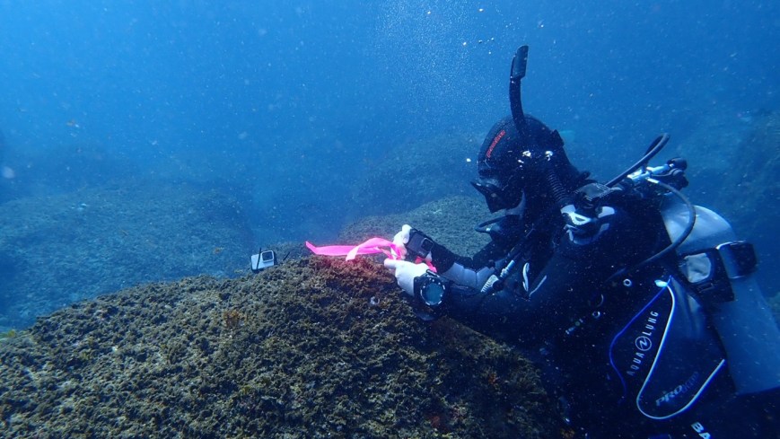 When fish lose their crowd: how ocean acidification quietly dismantles the social lives of reef fish