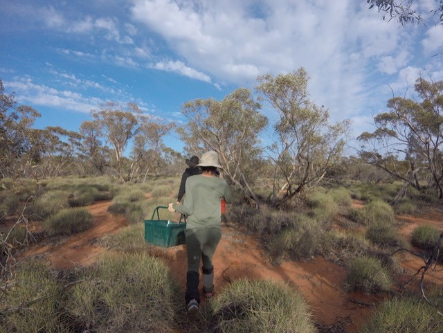 Digging into dirt: how rewilded mammals shape the hidden insect communities beneath our feet