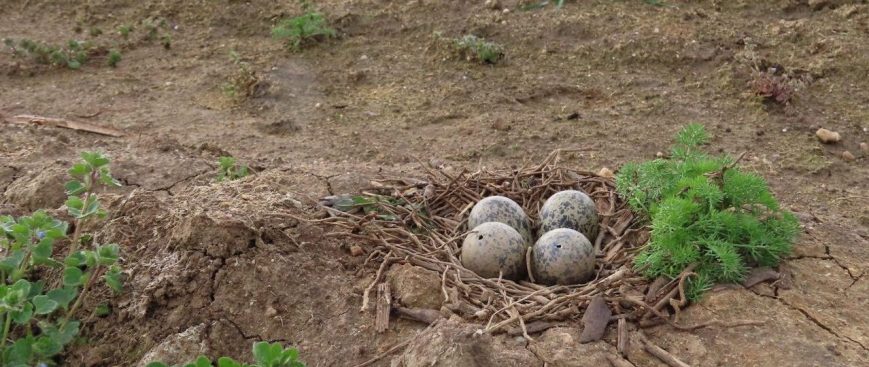 Ground-nesting birds in agriculture landscapes: what is the negative effect of forest patches and how can parents cope with it?