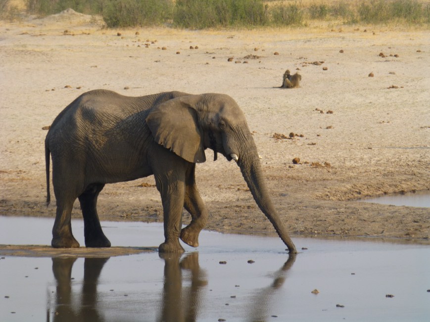 Where do elephants go during drought? Lessons from 19 years of GPS tracking