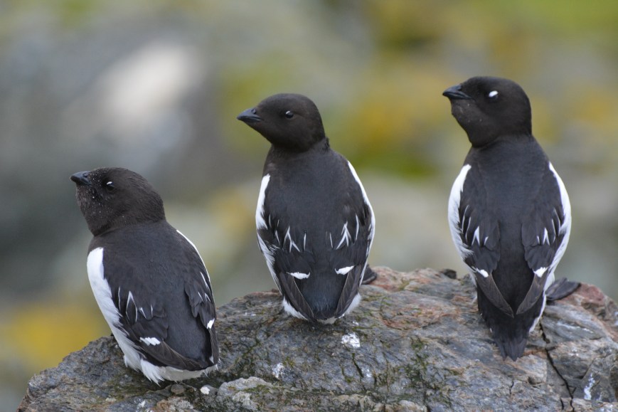 Arm-deep in Arctic rocks: what a changing Arctic means for Little Auks