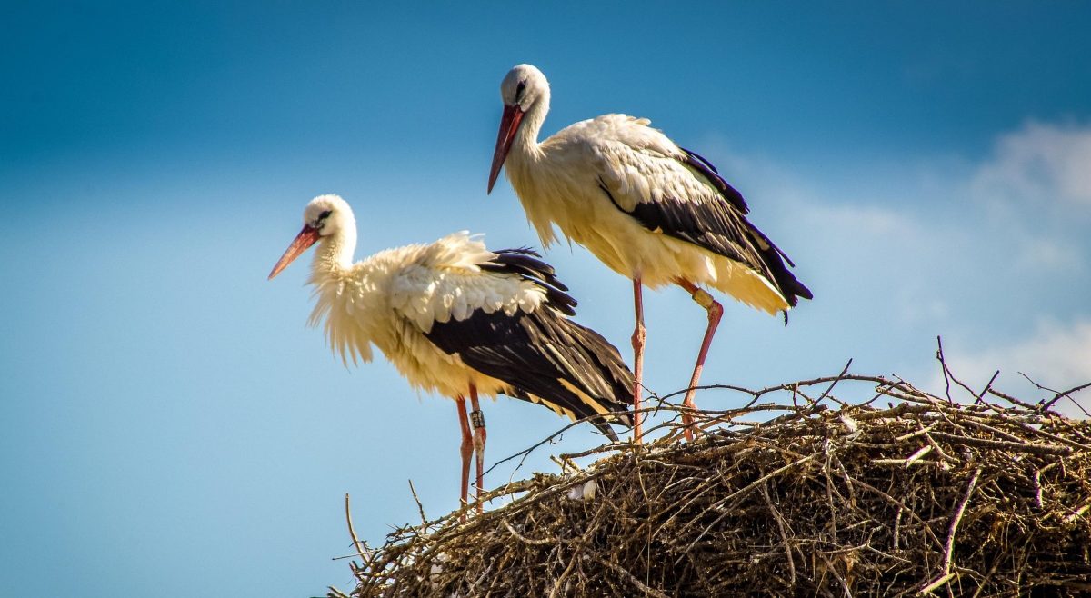 Same species, different life histories: how survival and age at first breeding vary across space
