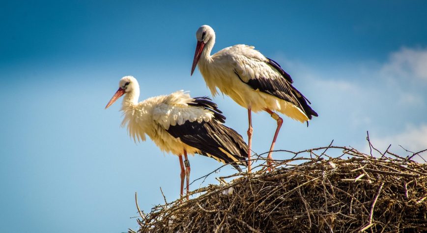 Same species, different life histories: how survival and age at first breeding vary across space