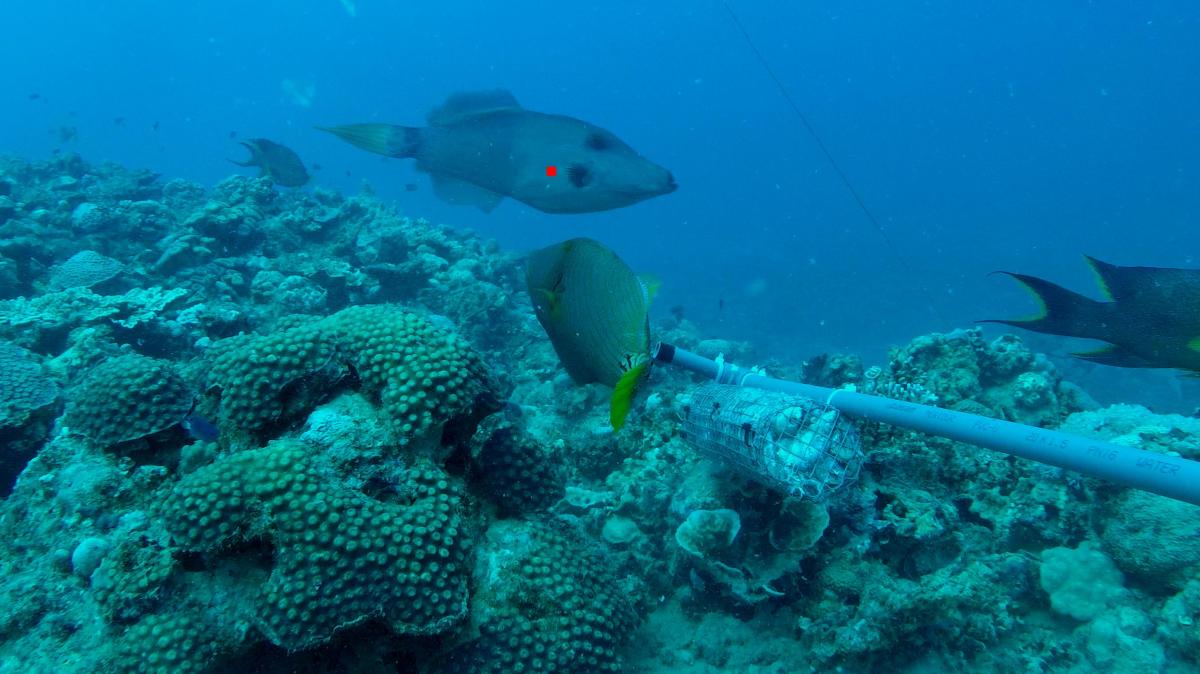 Who is next in line? Predicting which Red Sea fish will invade the Mediterranean Sea