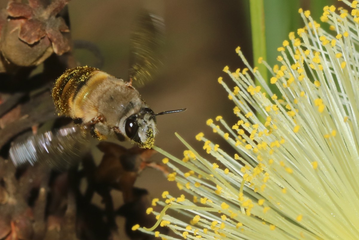 The clock matters when we study pollination