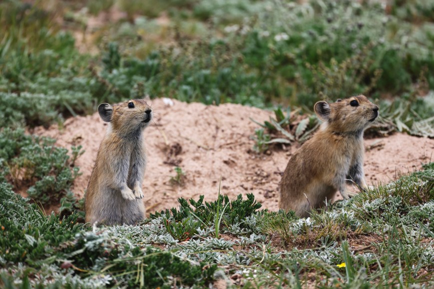 When the Roads Went Quiet: What Pikas Taught Us About Wildlife Responses to the Anthropause
