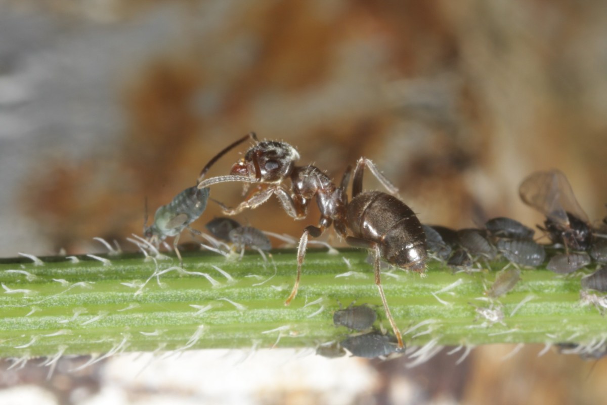 Small colonies, big environmental challenges: how the intensity and duration of heat exposure shape ant colony foraging