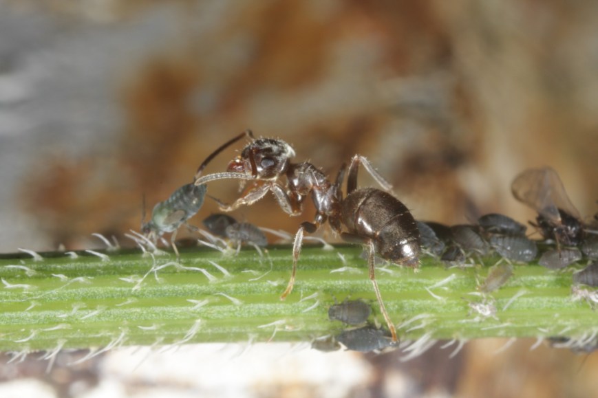 Small colonies, big environmental challenges: how the intensity and duration of heat exposure shape ant colony foraging