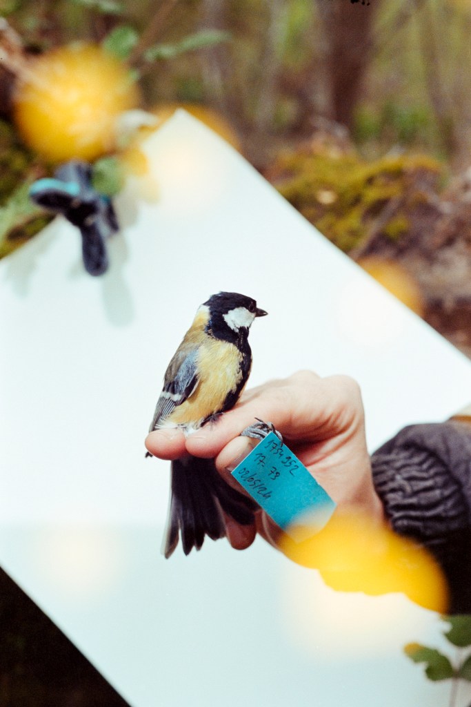 Paler within the city: Across Europe, great tits (Parus major) are paler in more impervious neighbourhoods.