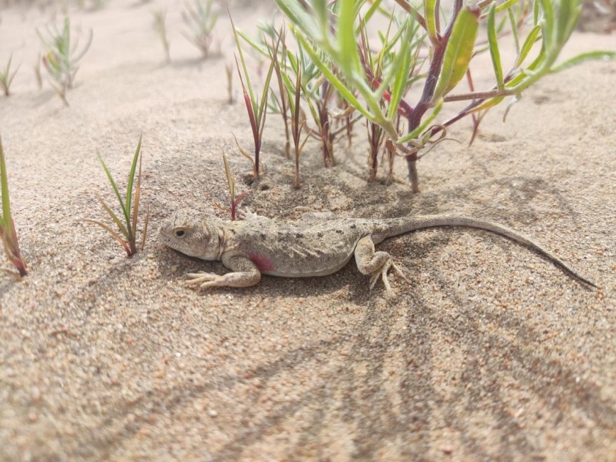Fur, focus, and lizards: the hush of friendship woven in field days