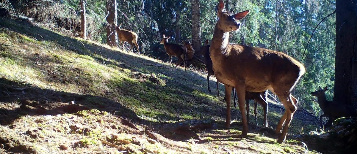 Elements on the move: Tracking migratory red deer to understand nitrogen transport in the Alps