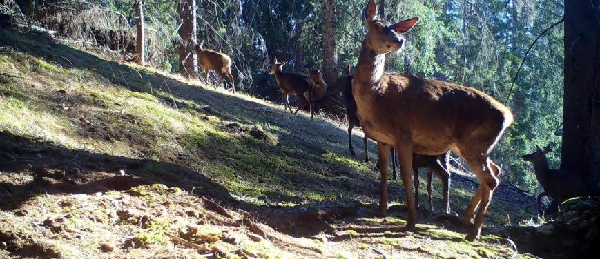 Elements on the move: Tracking migratory red deer to understand nitrogen transport in the Alps