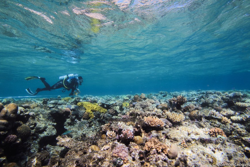 Bold fish get eaten, but ocean acidification is not to blame