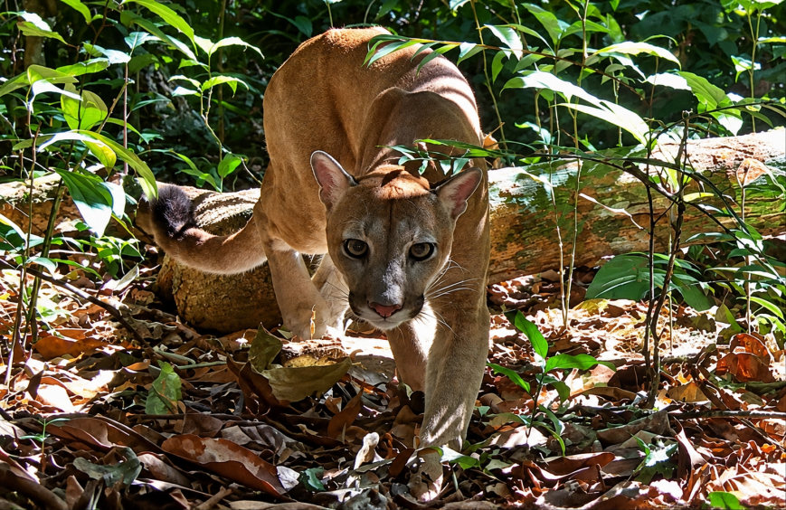 Environmental and Human-Related Gradients Shape the Community Structure of Medium and Large Terrestrial Mammals in a Central Amazonian White-Sand Forest