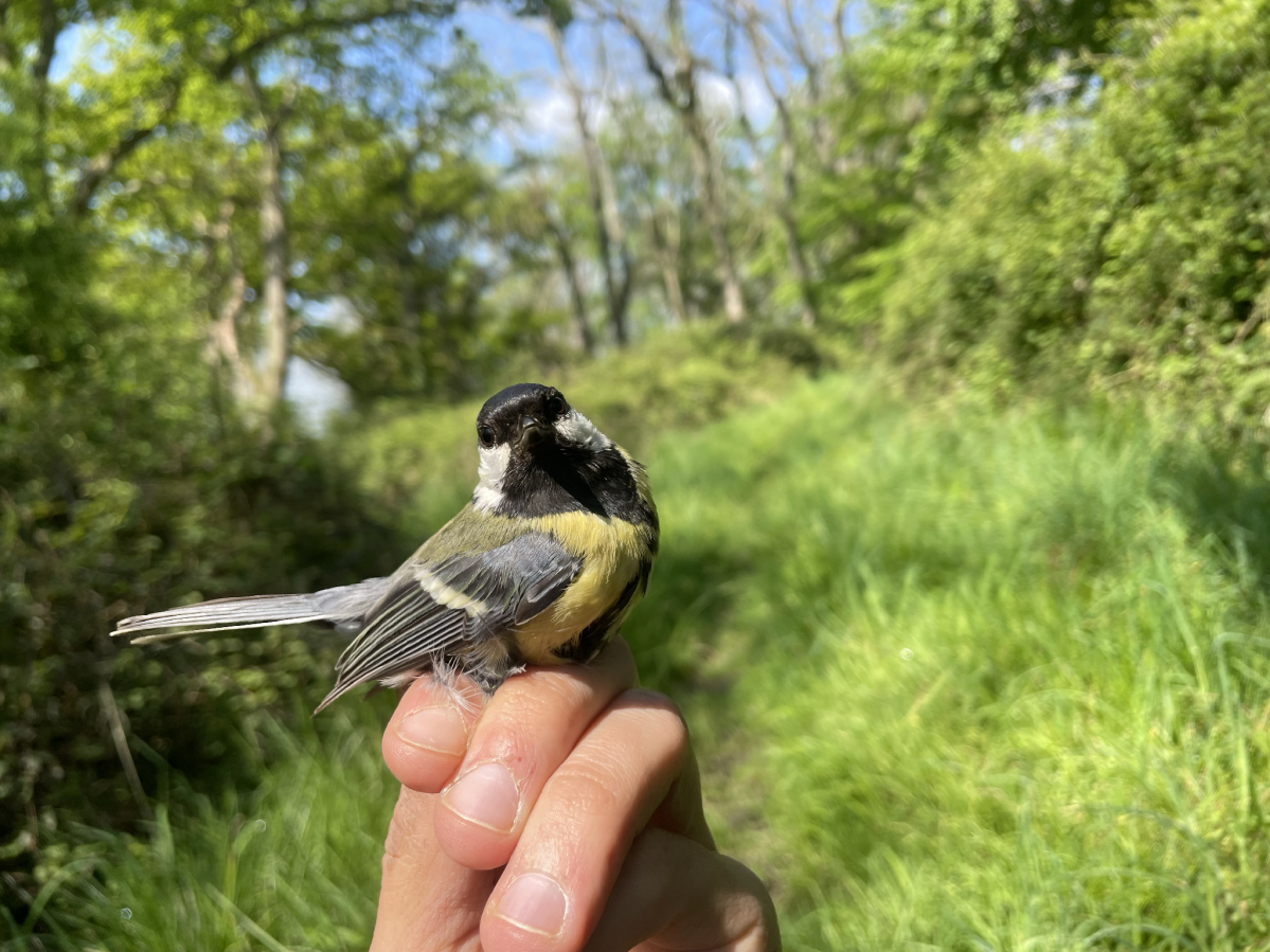 Not-so-great tit: early-life conditions are making Wytham’s great tits a bit less great