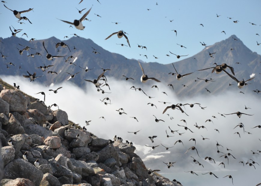 Critical constraints to ecological buffering in a rapidly changing Arctic: a long-term seabird study