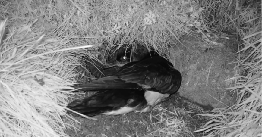 Why don’t all birds lay early? What makes a Manx Shearwater early or late?