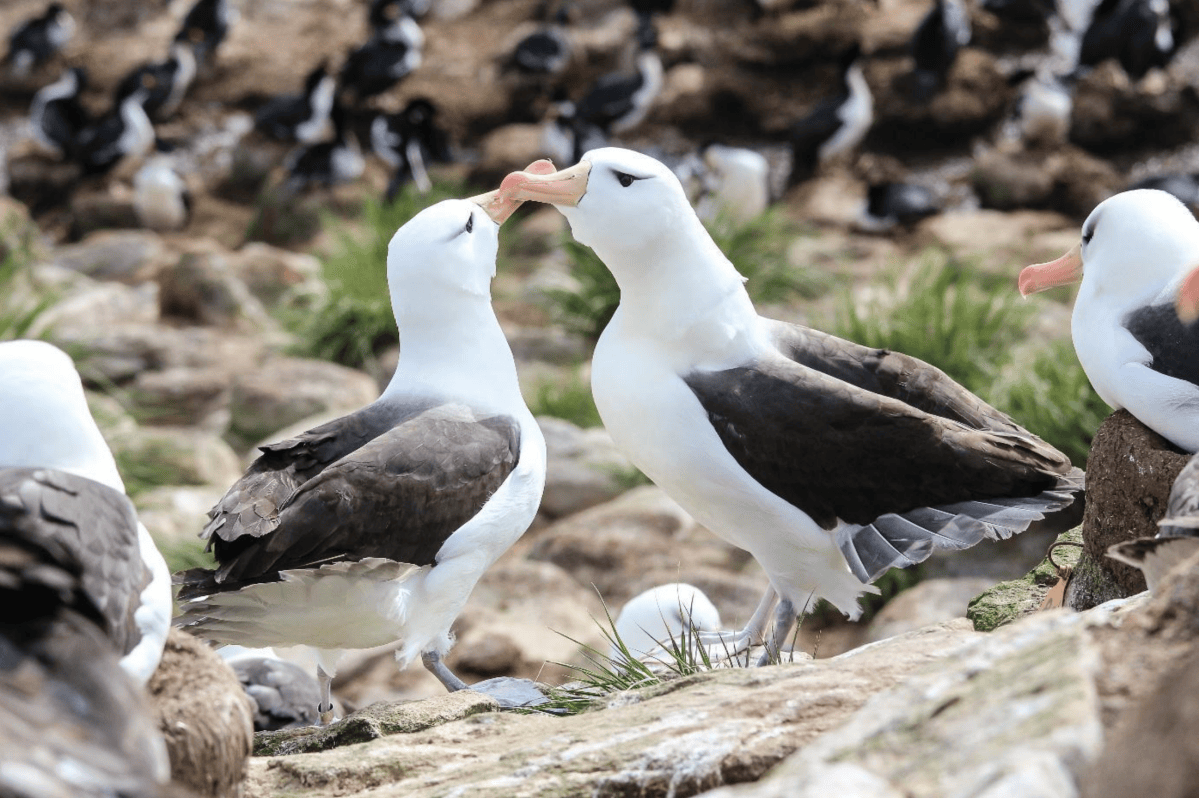 Do variable environments erode the value of parental coordination in albatrosses?