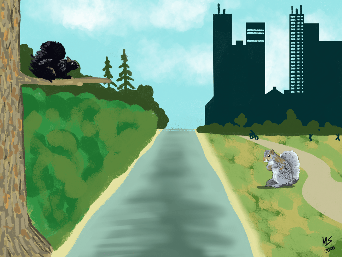 City Park Squirrels, Public Data, and My Bicycle 